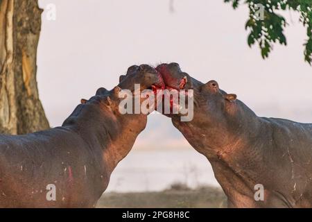 Two large bull Hippopotamus, Hippopotamus amphibius, fight on land in Zimbabwe's Mana Pools National Park. Stock Photo