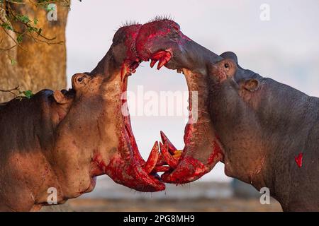 Two large bull Hippopotamus, Hippopotamus amphibius, fight on land in Zimbabwe's Mana Pools National Park. Stock Photo