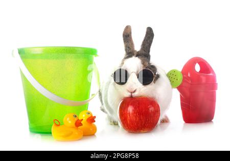 rex rabbit in front of white background Stock Photo