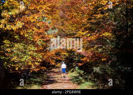 Man walking in a forest in autumn.Pyrenees.Spain Stock Photo