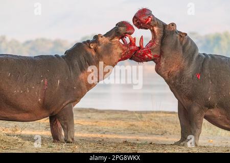 Two large bull Hippopotamus, Hippopotamus amphibius, fight on land in Zimbabwe's Mana Pools National Park. Stock Photo