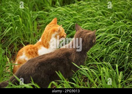 Two cats rest in vivid green grass on a spring day. Stock Photo