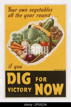 Your Own Vegetables all the Year Round…if You Dig for Victory Now. Artist: Norman Wilson Printed By: W. R. Royle & Son Ltd.. 1942 - 1945.  Office for Emergency Management. Office of War Information. Domestic Operations Branch. Bureau of Special Services. 3/9/1943-9/15/1945. World War II Foreign Posters Stock Photo