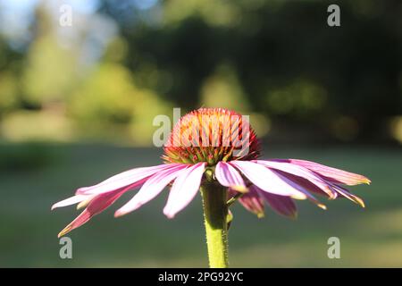 Echinacea angustifolia DC Stock Photo