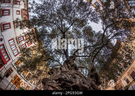 The famous ancient olive tree "Olivera de Cort" at the square Placa de Cort in the centre of Palma, Majorca, Mallorca, Balearic Islands, Spain, Europe Stock Photo