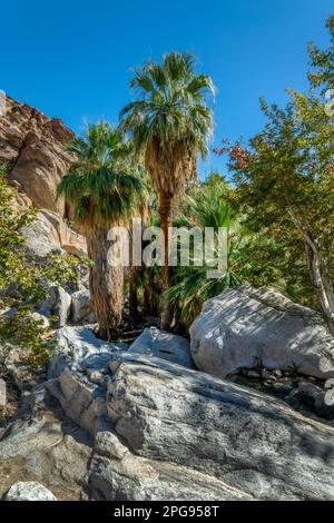 Washingtonia filiferas, native California palm trees in Indian Canyons, Palm Springs Stock Photo