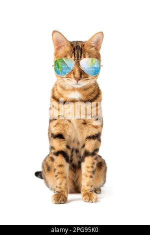 A cat in cool sunglasses with a reflection of palm trees and the sea on a white background. Stock Photo