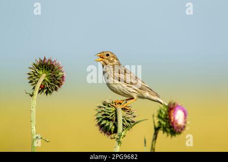 Corn bunting (Emberiza calandra) perched on thistles against a pale graduated background Stock Photo