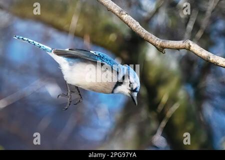 Blue jay in mid-air leap Stock Photo