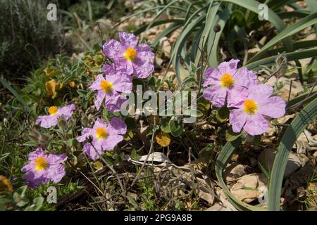 Cisto rosso (Cistus incanus). Arbusto della macchia mediterranea. Alghero, Sardegna, Italia Stock Photo