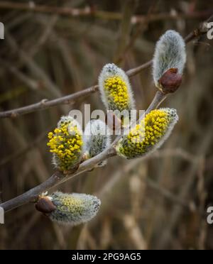 Salix caprea yellow gray bloom in sunny hot March fresh day in south Bohemia Stock Photo