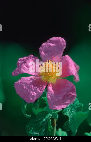 Red cistus (Cistus incanus). Shrub of the Mediterranean maquis. Alghero, Sardinia, Italy Stock Photo