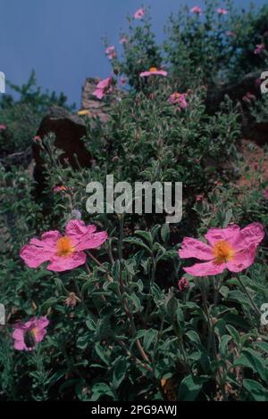 Red cistus (Cistus incanus). Shrub of the Mediterranean maquis. Alghero, Sardinia, Italy Stock Photo