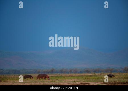 A large Hippopotamus can be seen grazing on the land in front of a rain storm in Zimbabwe's Mana Pools National Park. Stock Photo