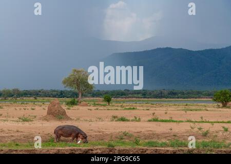 A large Hippopotamus can be seen grazing on the land in front of a rain storm in Zimbabwe's Mana Pools National Park. Stock Photo