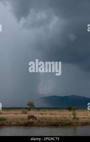 A large Hippopotamus can be seen grazing on the land in front of a rain storm in Zimbabwe's Mana Pools National Park. Stock Photo