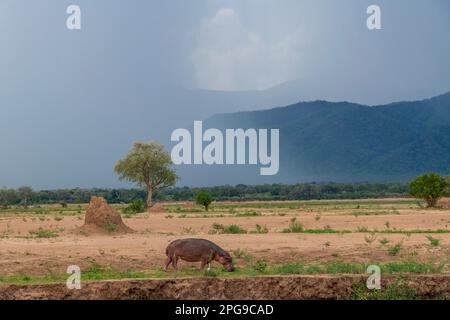 A large Hippopotamus can be seen grazing on the land in front of a rain storm in Zimbabwe's Mana Pools National Park. Stock Photo