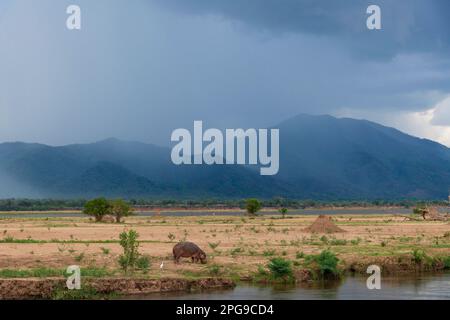 A large Hippopotamus can be seen grazing on the land in front of a rain storm in Zimbabwe's Mana Pools National Park. Stock Photo