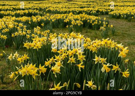 Blooming Daffodil flowers in spring Stock Photo
