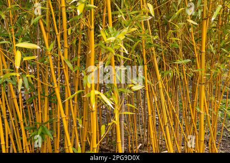 Golden Grove bamboo canes, Phyllostachys Aureosulcata Stock Photo