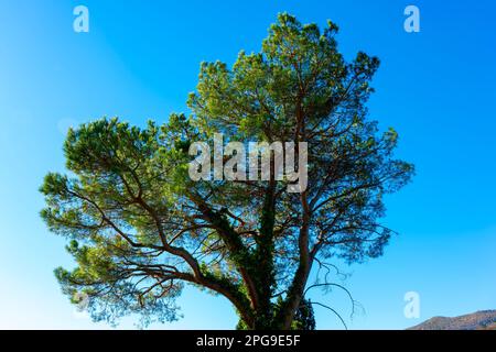 Mediterranean Umbrella Tree or Stone Pine and Mountain and Blue Clear Sky in Morcote, Ticino, Switzerland. Stock Photo