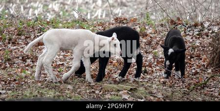 Three lambs, a white and two black ones with some white accents Stock Photo