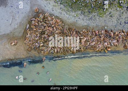 Aerial view over herd of walruses (Odobenus rosmarus) resting huddled together on beach in summer, Svalbard / Spitsbergen, Norway Stock Photo