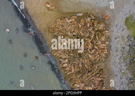 Aerial view over herd of walruses (Odobenus rosmarus) resting huddled together on beach in summer, Svalbard / Spitsbergen, Norway Stock Photo