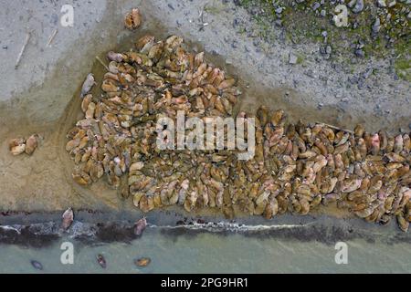 Aerial view over herd of walruses (Odobenus rosmarus) resting huddled together on beach in summer, Svalbard / Spitsbergen, Norway Stock Photo