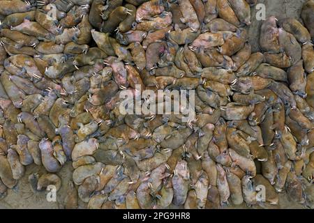 Aerial view over herd of walruses (Odobenus rosmarus) resting huddled together on beach in summer, Svalbard / Spitsbergen, Norway Stock Photo