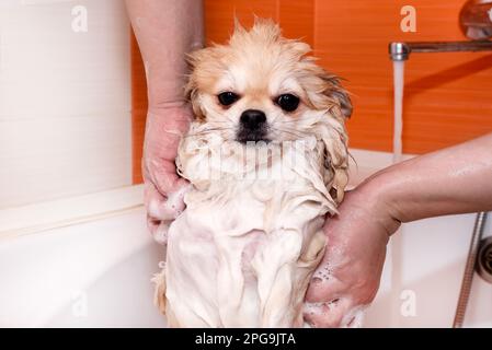 Pomeranian takes a shower. Spitz in the bathroom in soapy foam Stock Photo