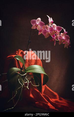 Phalaenopsis orchid bush in a pot on a dark background Stock Photo