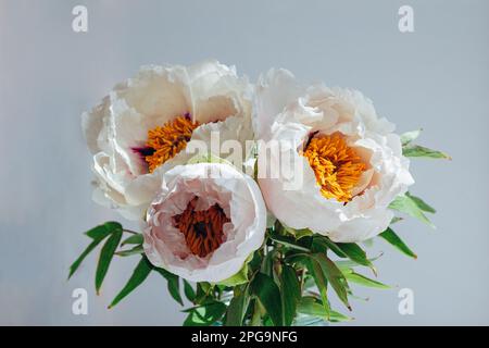 Beautiful white peony suffruticosa or tree peonies flowers bouquet with water drops on petals on a white background. Stock Photo