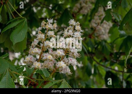 Horsechestnut tree (Aesculus hippocastanum) in bloom Stock Photo