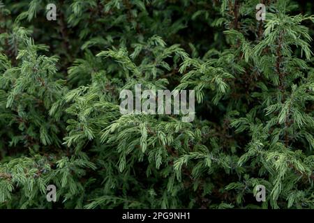 Sawara cypress (Chamaecyparis pisifera) green foliage Stock Photo