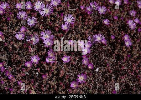 Pale dew plant (Drosanthemum floribundum) succulent plant lavender colored blooming flowers Stock Photo