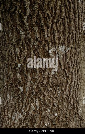Narrow-leaved ash (Fraxinus angustifolia) textured bark detail Stock Photo