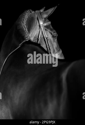 Low key, black background with room for text artistic equine photography for commercial use. Stock Photo