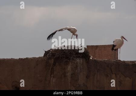 cicogne sulla mura della medina di marrakech, marocco, magreb, nord africa Stock Photo