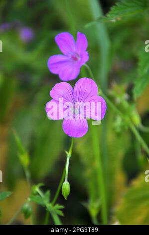 Geranium growing among grasses in the wild Stock Photo