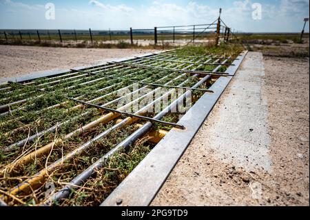 Metal cattle crossing ground gate with weeds growing between Stock Photo