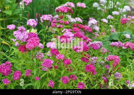 In the garden on the flowerbed blooms carnation Stock Photo
