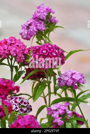 In the garden on the flowerbed blooms carnation Stock Photo