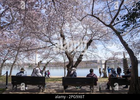 Washington, United States. 21st Mar, 2023. People sit amongst the cherry blossoms, which are expected to hit peak bloom next week, along the Tidal Basin in Washington, DC on Tuesday, March 21, 2023. Photo by Bonnie Cash/UPI Credit: UPI/Alamy Live News Stock Photo