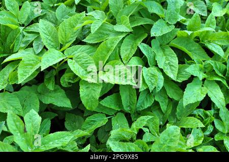 Aegopodium podagraria grows as a weed in the wild Stock Photo