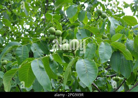 On a tree branch with a green shell, a ripening walnut Stock Photo