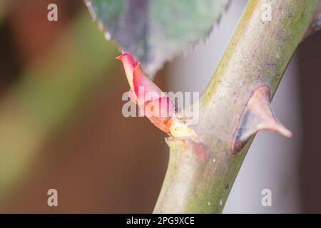 Roses and their very young buds in early spring on a warm, sunny day in photographic enlargement and close-up. Stock Photo