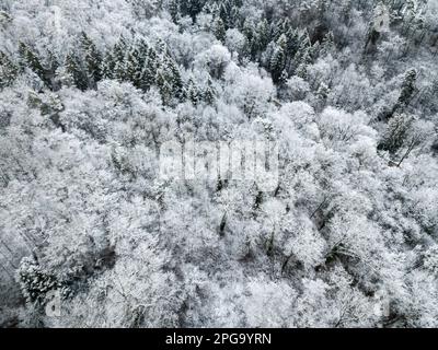 Aerial view of snow covered pine forest in winter - full frame background Stock Photo