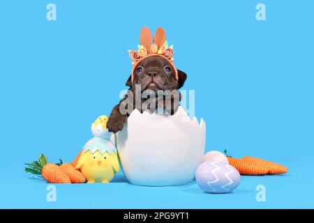 Black French Bulldog dog puppy with Easter bunny ears with sitting in egg shell on blue background Stock Photo