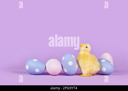 Easter chick and pastel colored painted eggs in corner of violet background with copy space Stock Photo